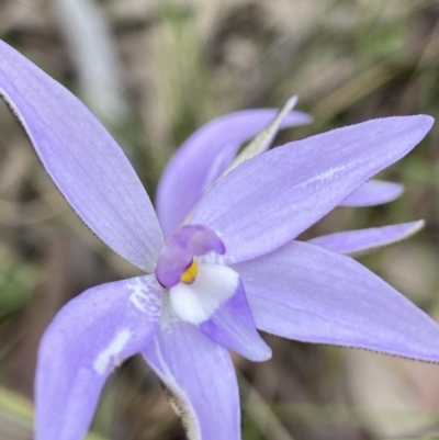 Glossodia major (Wax Lip Orchid) at Block 402 - 3 Oct 2021 by AJB