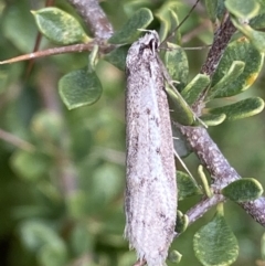 Philobota stella (A concealer moth) at Namadgi National Park - 3 Oct 2021 by RAllen