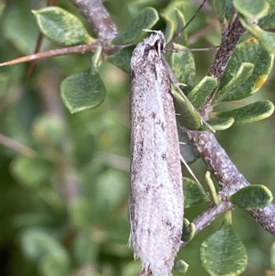 Philobota stella (A concealer moth) at Namadgi National Park - 3 Oct 2021 by RAllen