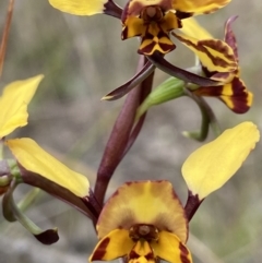 Diuris pardina (Leopard Doubletail) at Stromlo, ACT - 3 Oct 2021 by AJB