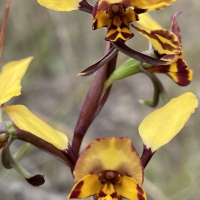 Diuris pardina (Leopard Doubletail) at Block 402 - 3 Oct 2021 by AJB