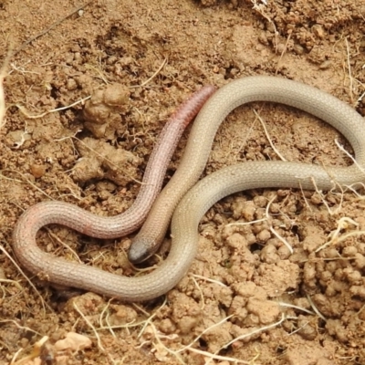 Aprasia parapulchella (Pink-tailed Worm-lizard) at Bullen Range - 3 Oct 2021 by HelenCross