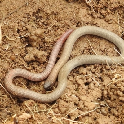 Aprasia parapulchella (Pink-tailed Worm-lizard) at Stromlo, ACT - 3 Oct 2021 by HelenCross