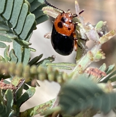 Calomela moorei (Acacia Leaf Beetle) at Namadgi National Park - 3 Oct 2021 by RAllen