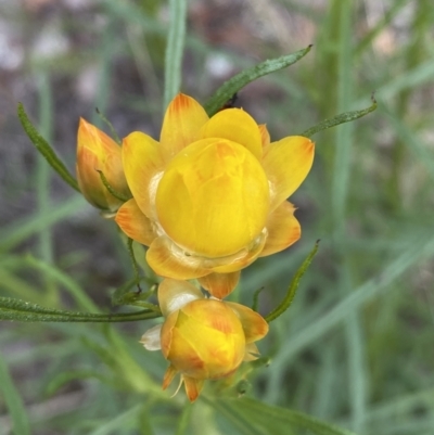 Xerochrysum viscosum (Sticky Everlasting) at Jerrabomberra, NSW - 3 Oct 2021 by Steve_Bok