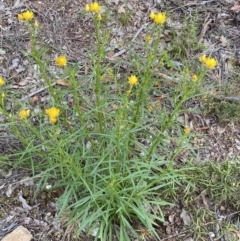 Xerochrysum viscosum at Jerrabomberra, NSW - 3 Oct 2021