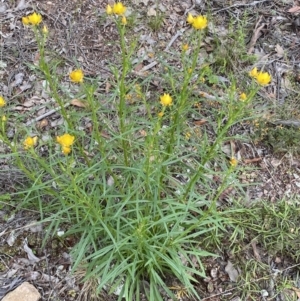 Xerochrysum viscosum at Jerrabomberra, NSW - 3 Oct 2021