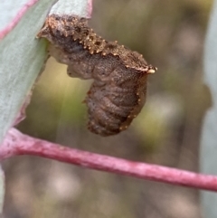 Mnesampela comarcha (Dry-leaf Gum Moth) at Booth, ACT - 3 Oct 2021 by RAllen