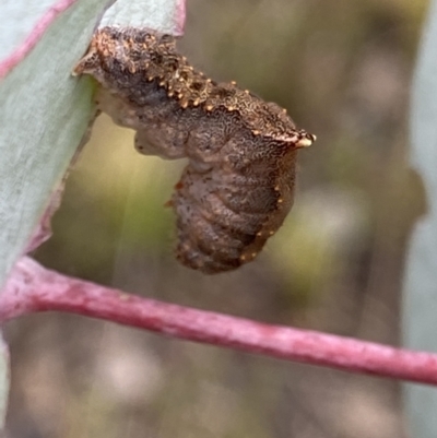 Mnesampela comarcha (Dry-leaf Gum Moth) at Booth, ACT - 3 Oct 2021 by RAllen