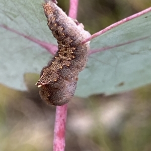 Mnesampela comarcha at Booth, ACT - 3 Oct 2021