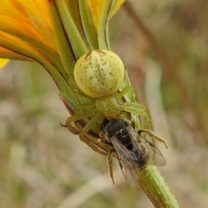 Lehtinelagia prasina at Stromlo, ACT - suppressed