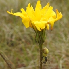 Lehtinelagia prasina at Stromlo, ACT - suppressed