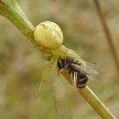 Lehtinelagia prasina at Stromlo, ACT - suppressed