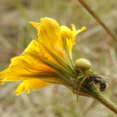 Lehtinelagia prasina at Stromlo, ACT - suppressed