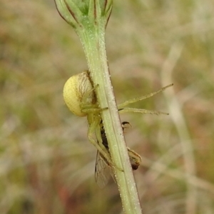 Lehtinelagia prasina at Stromlo, ACT - suppressed