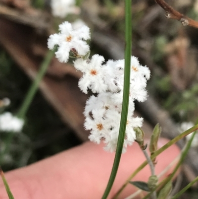 Leucopogon virgatus (Common Beard-heath) at Acton, ACT - 28 Sep 2021 by Tapirlord