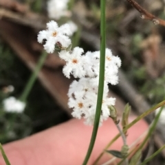 Leucopogon virgatus at Acton, ACT - 28 Sep 2021 12:26 PM