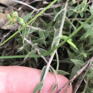 Leucopogon virgatus at Acton, ACT - 28 Sep 2021 12:26 PM