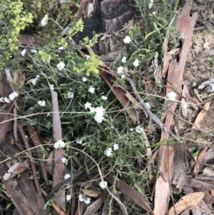 Leucopogon virgatus at Acton, ACT - 28 Sep 2021 12:26 PM