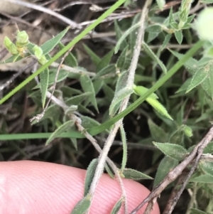 Leucopogon virgatus at Acton, ACT - 28 Sep 2021 12:26 PM