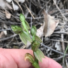 Bunochilus umbrinus (Broad-sepaled Leafy Greenhood) at Acton, ACT - 28 Sep 2021 by Tapirlord