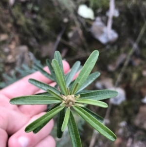 Astrotricha ledifolia at Acton, ACT - 28 Sep 2021 12:16 PM