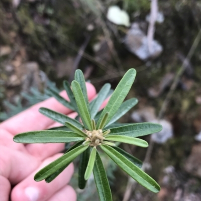 Astrotricha ledifolia (Common Star-hair) at Black Mountain - 28 Sep 2021 by Tapirlord