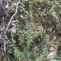 Astrotricha ledifolia at Acton, ACT - 28 Sep 2021