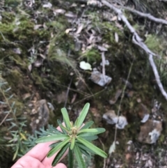 Astrotricha ledifolia at Acton, ACT - 28 Sep 2021 12:16 PM