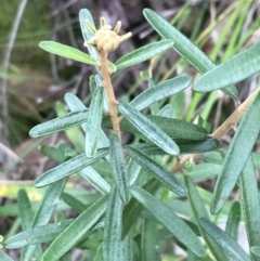 Astrotricha ledifolia at Acton, ACT - 28 Sep 2021 12:16 PM