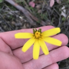 Microseris walteri (Yam Daisy, Murnong) at Downer, ACT - 28 Sep 2021 by Tapirlord