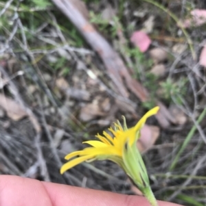 Microseris walteri at Downer, ACT - 28 Sep 2021 12:07 PM