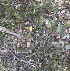 Microseris walteri at Downer, ACT - 28 Sep 2021