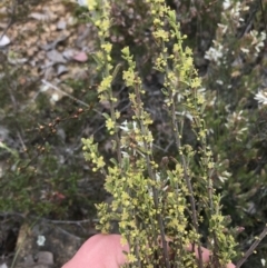 Phyllanthus occidentalis (Thyme Spurge) at Black Mountain - 28 Sep 2021 by Tapirlord