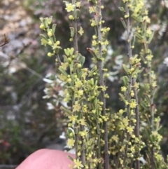 Phyllanthus occidentalis at Downer, ACT - 28 Sep 2021 12:06 PM