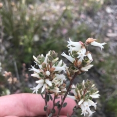 Brachyloma daphnoides (Daphne Heath) at Bruce, ACT - 28 Sep 2021 by Tapirlord