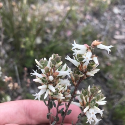Brachyloma daphnoides (Daphne Heath) at Black Mountain - 28 Sep 2021 by Tapirlord