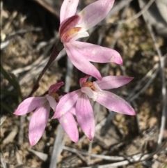 Caladenia fuscata (Dusky Fingers) at Black Mountain - 28 Sep 2021 by Tapirlord