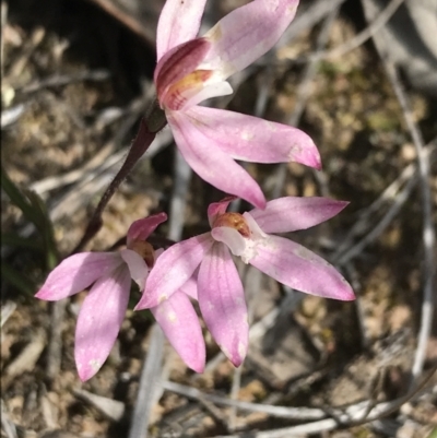 Caladenia fuscata (Dusky Fingers) at Black Mountain - 28 Sep 2021 by Tapirlord