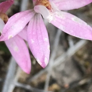 Caladenia fuscata at Bruce, ACT - 28 Sep 2021