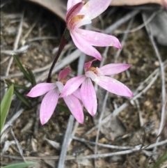 Caladenia fuscata at Bruce, ACT - 28 Sep 2021