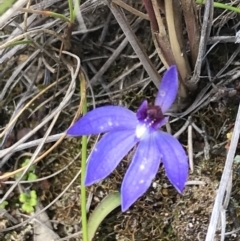 Cyanicula caerulea (Blue Fingers, Blue Fairies) at Black Mountain - 28 Sep 2021 by Tapirlord