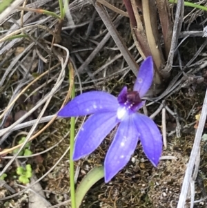 Cyanicula caerulea at Point 5815 - 28 Sep 2021