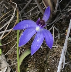 Cyanicula caerulea at Point 5815 - 28 Sep 2021