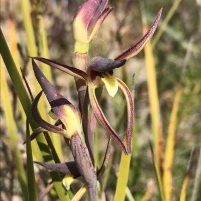 Lyperanthus suaveolens (Brown Beaks) at Black Mountain - 28 Sep 2021 by Tapirlord
