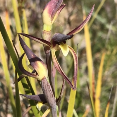 Lyperanthus suaveolens (Brown Beaks) at Downer, ACT - 28 Sep 2021 by Tapirlord