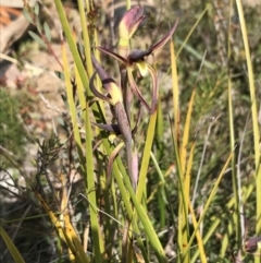 Lyperanthus suaveolens at Downer, ACT - suppressed