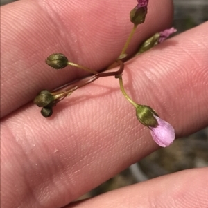 Drosera auriculata at Downer, ACT - 28 Sep 2021