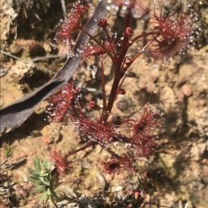 Drosera auriculata at Downer, ACT - 28 Sep 2021