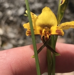 Diuris nigromontana (Black Mountain Leopard Orchid) at Black Mountain - 28 Sep 2021 by Tapirlord